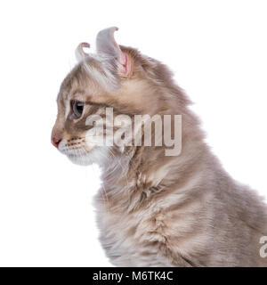Coup de tête de profil Lilac blotched tabby kitten cat / American Curl à la recherche sur le côté isolé sur fond blanc Banque D'Images