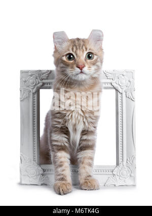 Lilac blotched tabby kitten cat / American Curl assis au moyen d'un cadre photo Blanc isolé sur fond blanc Banque D'Images