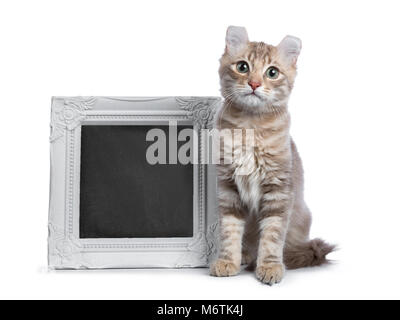 Lilac blotched tabby kitten cat / American Curl assis à côté d'un cadre photo Blanc remplie d'écriture tableau noir isolé sur fond blanc Banque D'Images