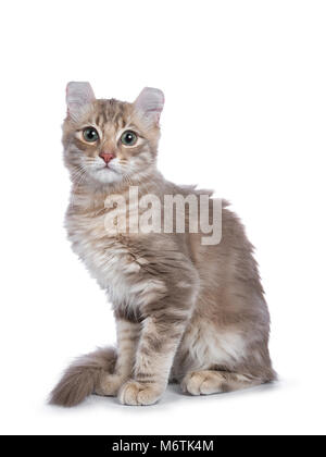 Lilac blotched tabby kitten cat / American Curl assis côté à directement à l'appareil isolé sur fond blanc. Banque D'Images