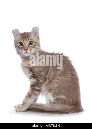 Lilac blotched tabby kitten cat / American Curl assis côté à la peur de l'appareil isolé sur fond blanc. Banque D'Images