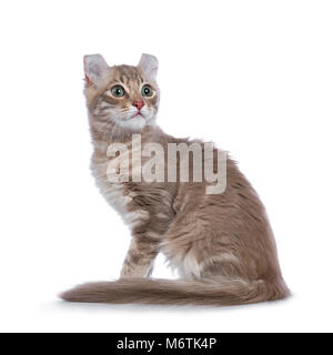 Lilac blotched tabby kitten cat / American Curl assis côté à jusqu'isolé sur fond blanc Banque D'Images