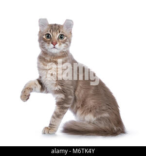 American Curl Lilac blotched tabby cat / chaton patte levée jusqu'à isolé sur fond blanc Banque D'Images