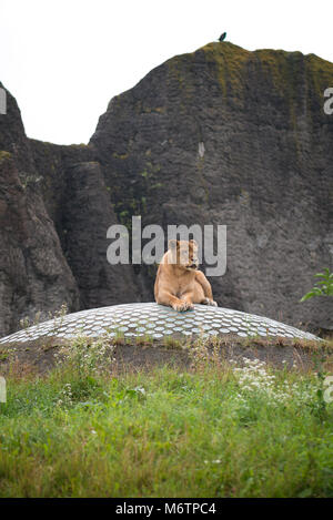 Lionne au zoo Banque D'Images