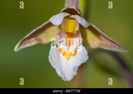 Epipactis palustris Marsh helleborine fleurs macro Banque D'Images