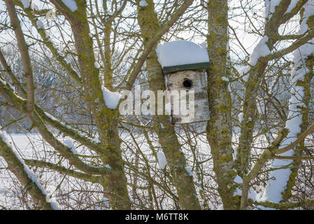 Hiver neige apporte à la campagne près de Lincolnshire rural Bourne. Un nichoir pour les oiseaux s'asseoir dans un arbre couvert de neige. Banque D'Images