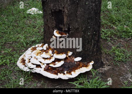 Tronc d'arbre entouré de grands mushroom Banque D'Images