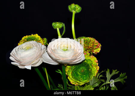 Bouquet de fleurs doux Ranunculus asiaticus rose pâle et vert multicolores avec coeur close up, isolé sur un fond noir Banque D'Images