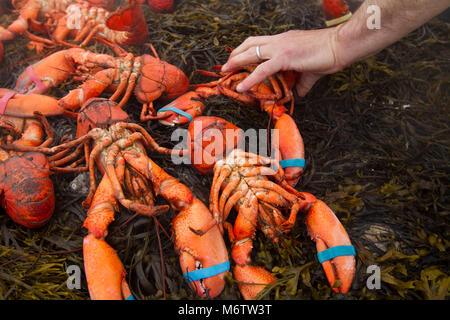 Un chef supprime les homards d'un lit d'algues après qu'ils ont été cuits dans un style New England Clam bake et homard sur la plage de Cape Cod Banque D'Images
