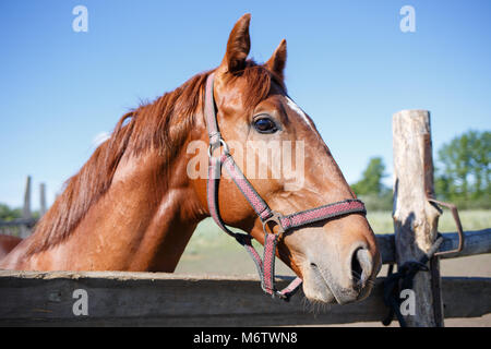 Sorrel horse looking out over fence de paddock. Banque D'Images