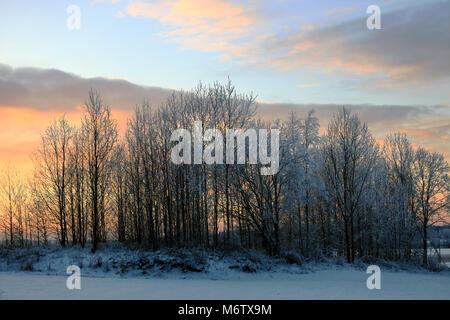 Ciel coucher de soleil derrière les arbres givrés en hiver. Banque D'Images