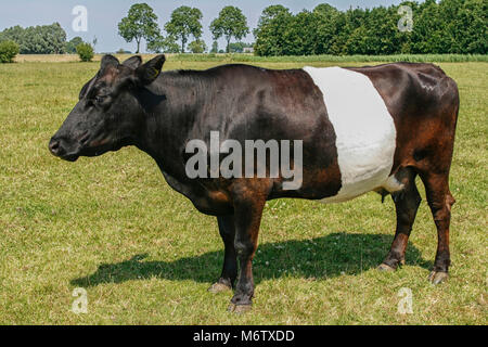 Beau noir et blanc Lakenvelder hollandaise cow standing in field. Dutch unique race. Banque D'Images