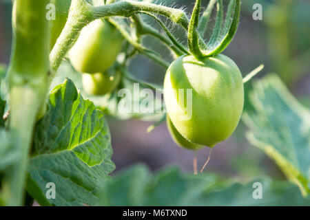 Tomate verte pourrie endommagé par piqûre d'insecte dans l'exploitation en été. alimentation saine. Banque D'Images