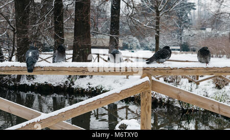 Les pigeons et les tourterelles assis sur la rambarde d'un pont par une journée d'hiver. Banque D'Images