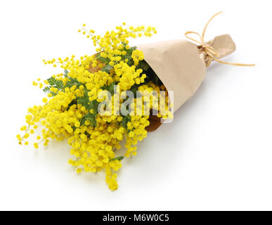Bouquet de mimosa isolé sur fond blanc Banque D'Images