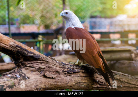 Falcon oiseaux niché sur un fond orange et vert. Banque D'Images