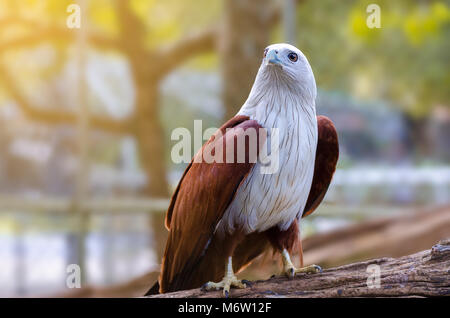 Falcon oiseaux niché sur un fond orange et vert. Banque D'Images