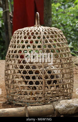 Poulet dans un panier Banque D'Images