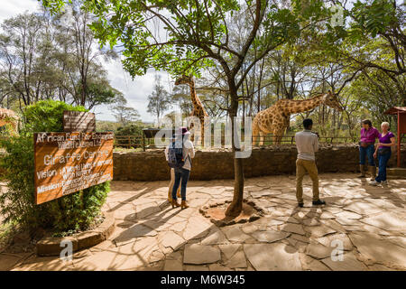 Les touristes au centre Giraffe avec Rothschild giraffes, Nairobi, Kenya Banque D'Images