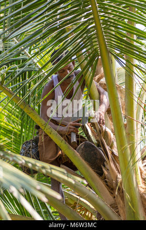 L'homme indien qui collecte la sève de la fleur coupée provient de palmiers pour faire boire Toddy dans Kumbalangi Village, Cochin, Kochi, Inde Banque D'Images