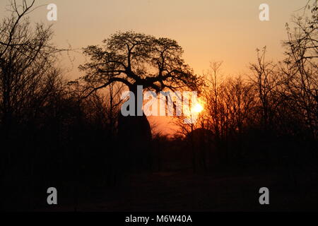 Baobab au coucher du soleil Banque D'Images