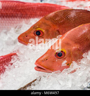 Le vivaneau à un marché aux poissons Banque D'Images