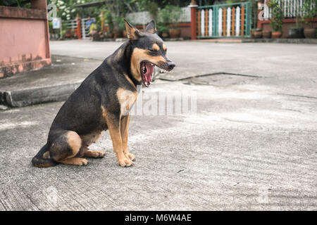 Chien Noir est rugissements et fatigué sur les route de village Banque D'Images