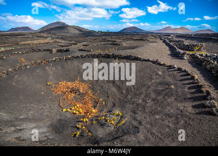 Vignobles de La Geria, Lanzarote, îles Canaries, Espagne Banque D'Images