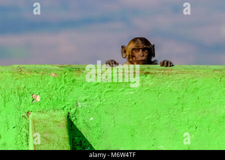 Un enfant singe se cache derrière et à plus d'une muraille verte Banque D'Images