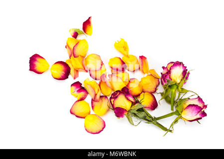 Boutons de roses séchées et pétales de rose isolé sur fond blanc. Banque D'Images