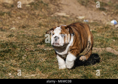 Petit chiot bouledogue anglais de plein air en cours d'exécution Banque D'Images