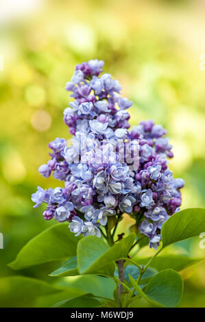Close-up image de la floraison du printemps, violet Clematis fleurs également connu sous le nom de Syringa Lilas Banque D'Images