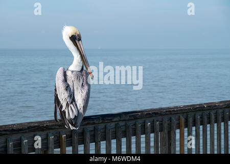 Un pélican brun perché sur une main courante de la jetée de pêche avec vue sur la baie de Mobile à Fairhope, Alabama. Banque D'Images