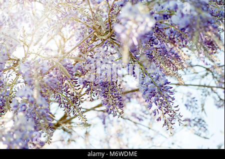Close-up image de la floraison du printemps ou Wisteria sinensis Wisteria bleu chinois fleurs Banque D'Images