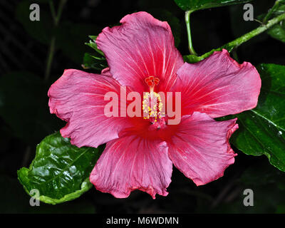 Beaux Hibiscus rosa-sinensis (connu familièrement comme Chinese hibiscus, Hawaiian Hibiscus, Chine rose, mauve rose) flower close-up Banque D'Images