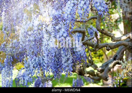 Close-up image de la floraison du printemps ou Wisteria sinensis Wisteria bleu chinois fleurs Banque D'Images