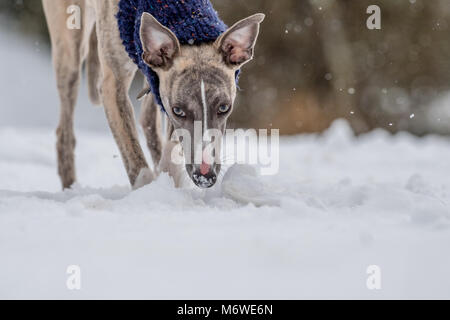 Chiot Whippet jouant dans une nouvelle couche de neige pour sa première fois Banque D'Images