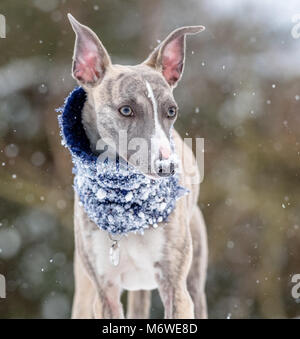 Chiot Whippet jouant dans une nouvelle couche de neige pour sa première fois Banque D'Images