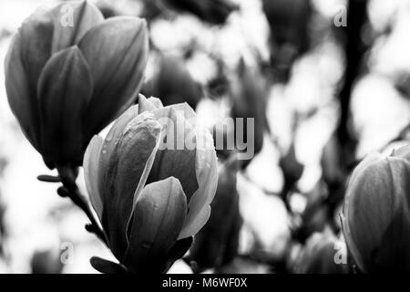 Magnolias en fleurs Banque D'Images