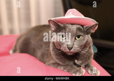 Agacé Korat cat wearing pink hat Banque D'Images