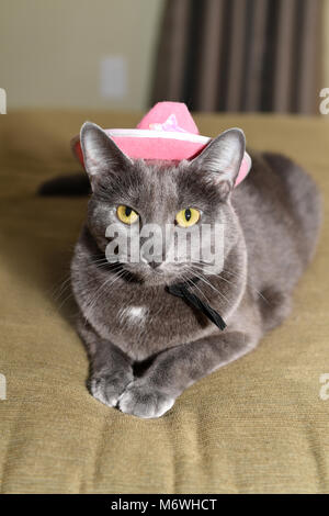 Korat cat wearing pink hat indoors Banque D'Images