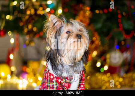 Chien Yorkshire Terrier dans un costume à carreaux se repose sur un arbre de Noël fond garland Banque D'Images