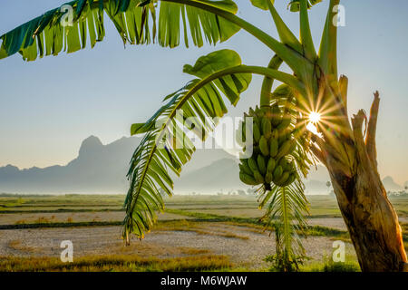 Un plant de banane avec un tas de petites bananes en paysage agricole, les collines autour de Mt. Zwegabin dans la distance Banque D'Images