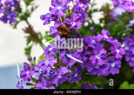 Gros plan d'une séance d'une abeille sur une fleur pourpre Banque D'Images