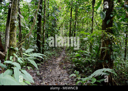 Un sentier de randonnée dans la vieille forêt tropicale du Parc national de Corcovado, dans la péninsule d'Osa, sur la côte sud du Costa Rica. Banque D'Images