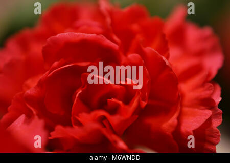 Close up plan macro sur une fleur oeillet rose et rouge. Banque D'Images