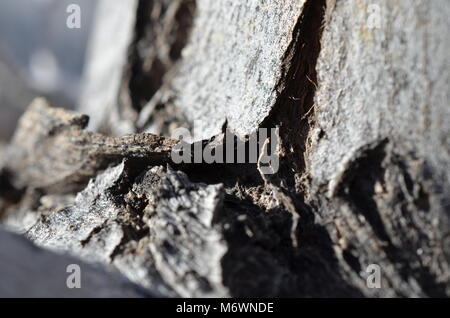 Close up plan macro sur un tronc d'arbre et d'une succursale. Banque D'Images