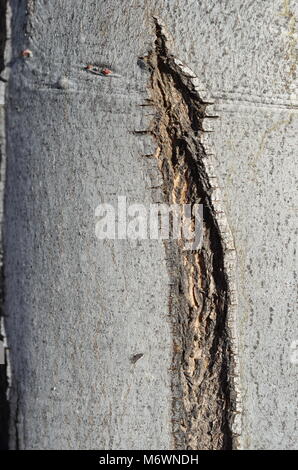 Close up plan macro sur un tronc d'arbre et la texture en elle. Banque D'Images