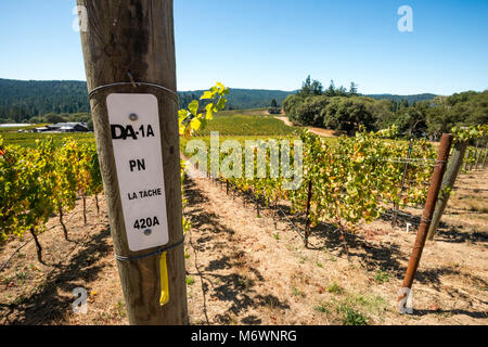 Donnant sur les vignobles du domaine Anderson Winery sur un beau jour dans Anderson Valley Wine Country, dans le comté de Mendocino, en Californie. Banque D'Images