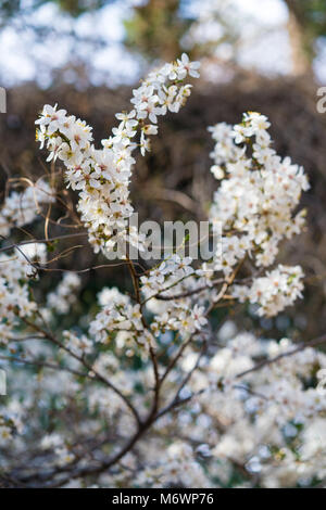 White flowers  above a red adobe wall blooming in a private garden in the mountains of Santa Fe, New Mexico Banque D'Images